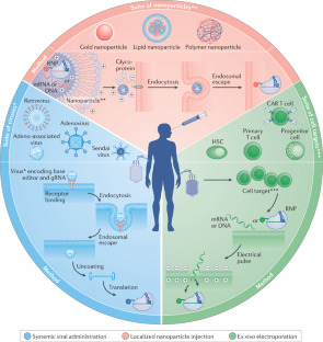 Base editing: advances and therapeutic opportunities